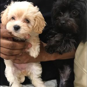 Meet your Posher, Daryll